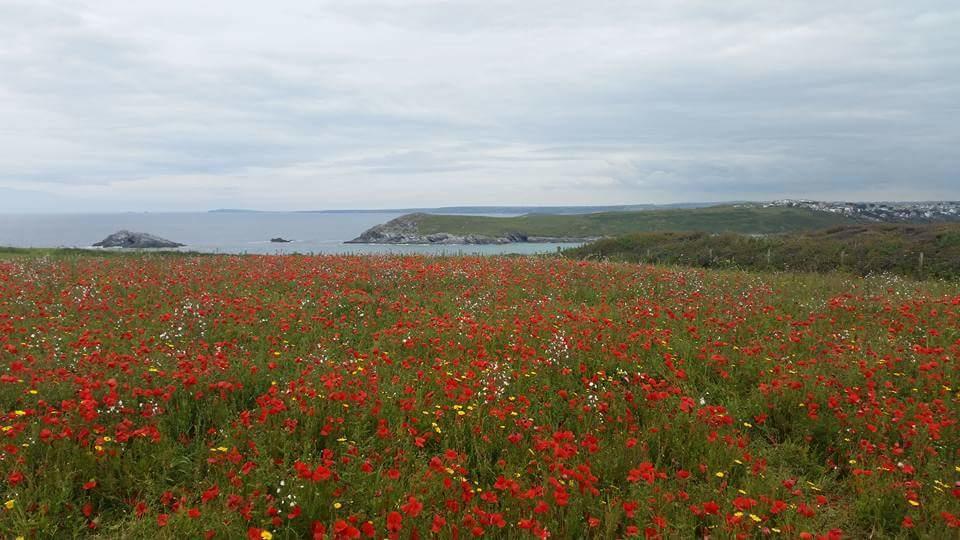 The Trelinda Guest House New Quay Buitenkant foto